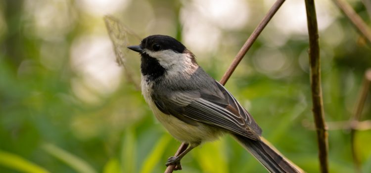 Protecting Birds