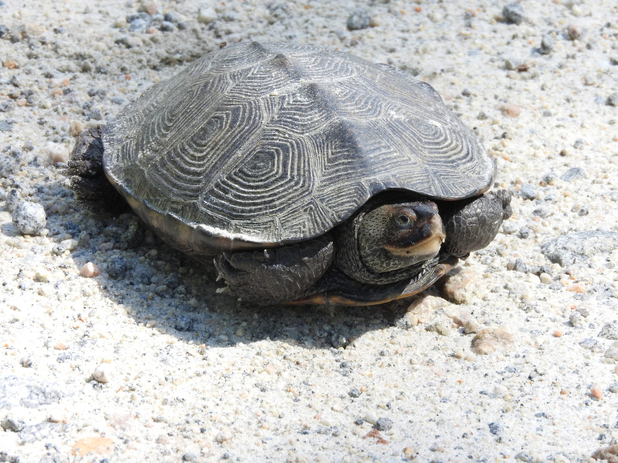 Diamondback Terrapins - Seatuck Environmental Association