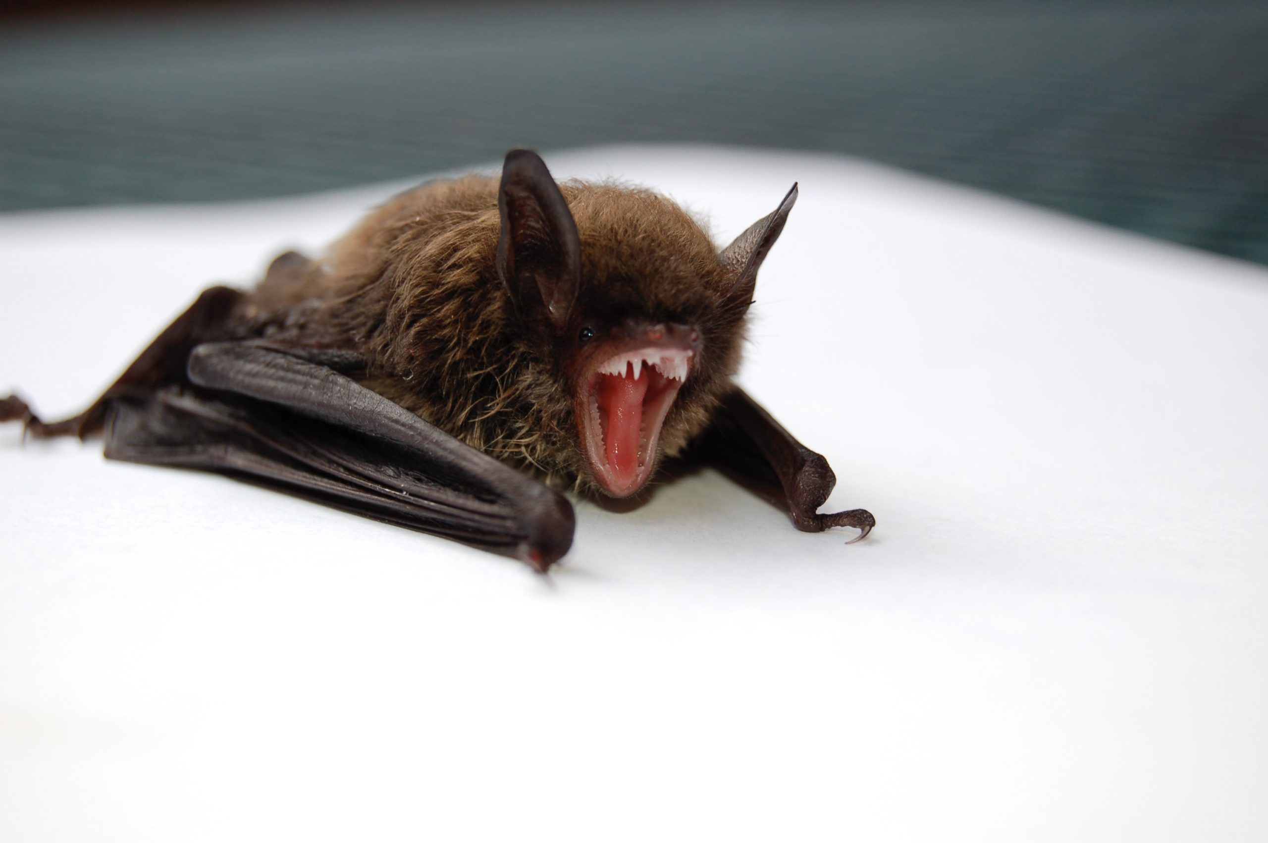 Many Bats and vampire pictures Todd-cravens-IY1sRDxNWN4-unsplash-scaled