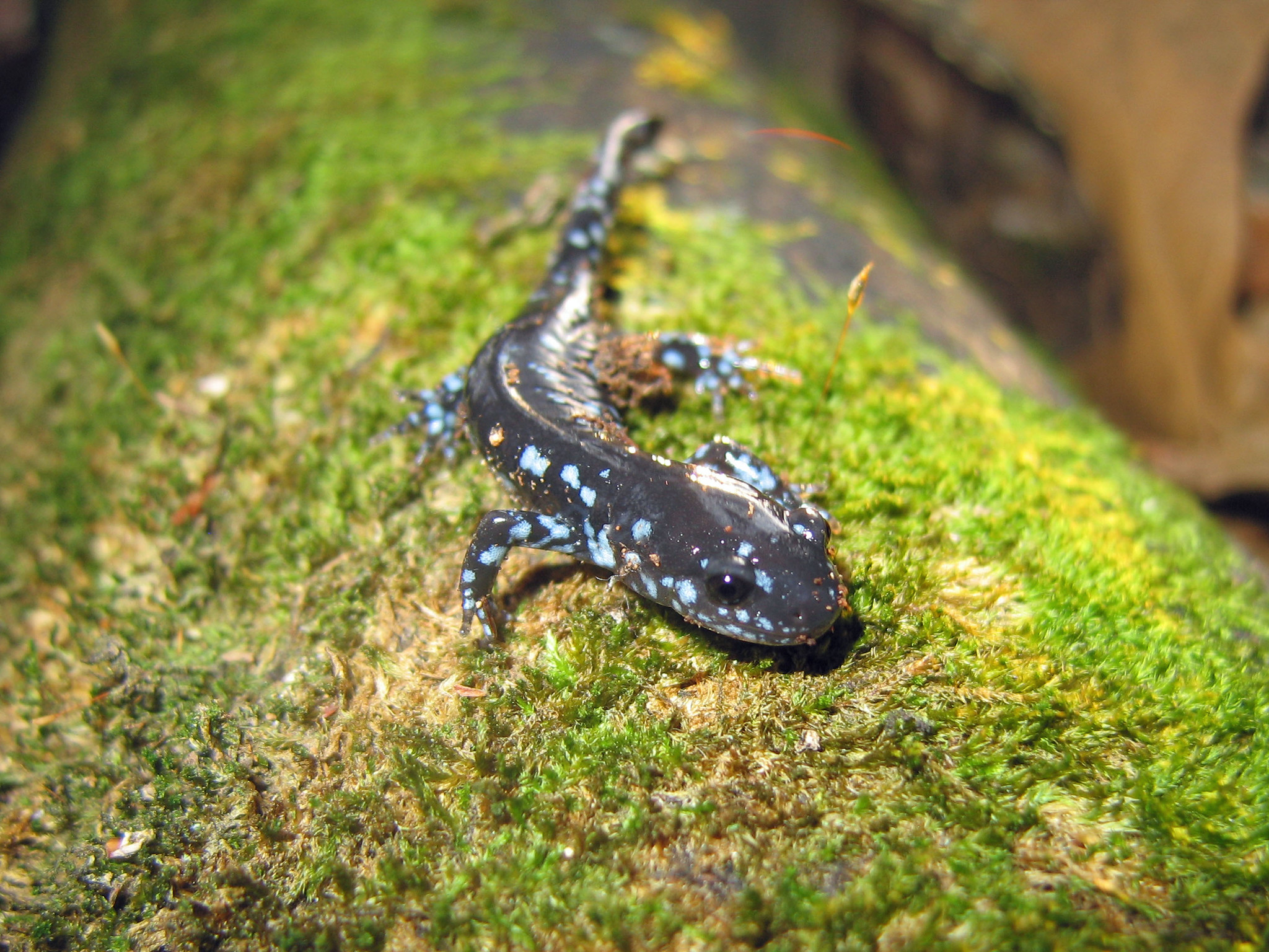 Are Blue Salamanders Dangerous? Find Out Now! - 2w6x71i