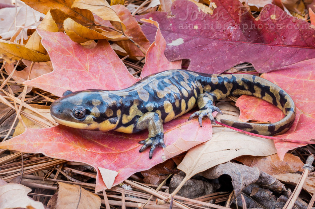 Secretive and rarely seen, spotted salamanders spend most of their time  hiding in burrows or under moist leaf litter, but are most often