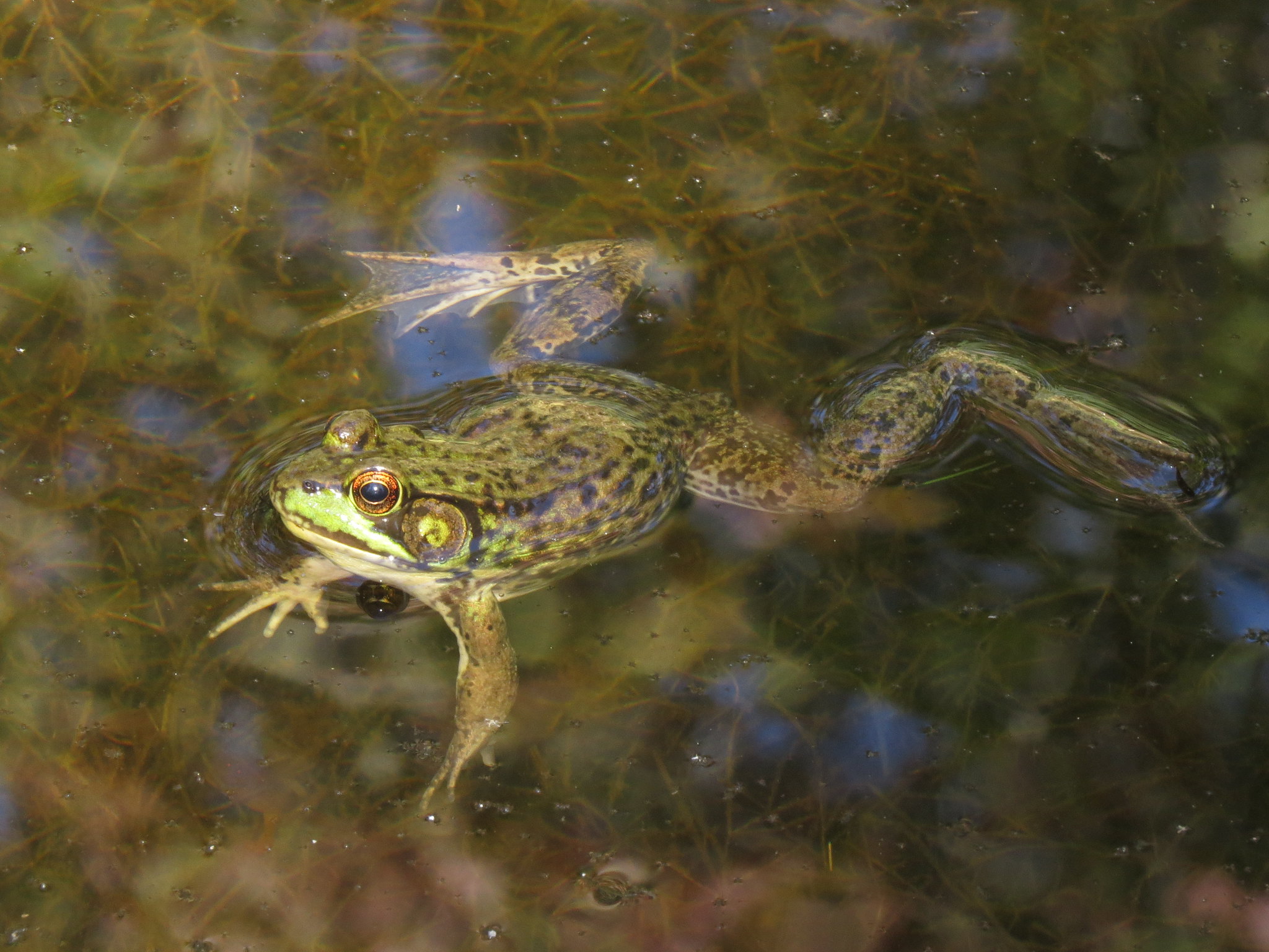 Frogs and Salamanders - Seatuck Environmental Association