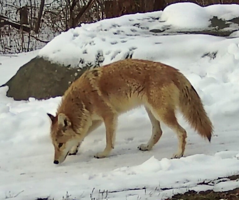 Coyotes Seatuck Environmental Association