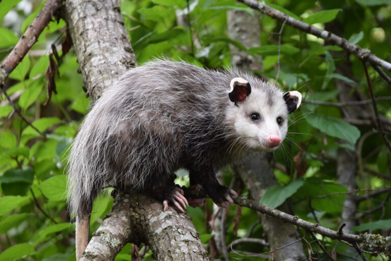 Animals native to long deals island