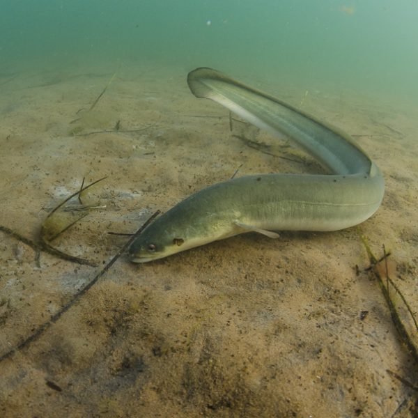 American Eel