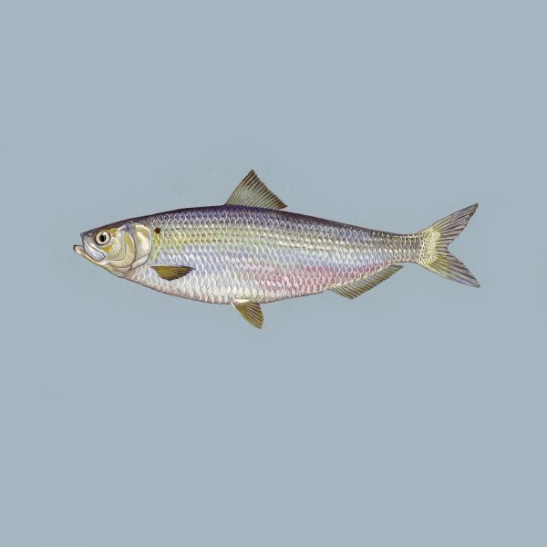 Blueback_herring_fish_image