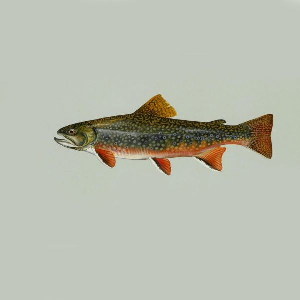 Brook_trout_freshwater_fish-1