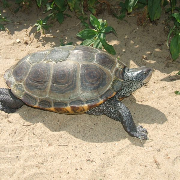 DiamondbackTerrapin DiamondbackTerrapin