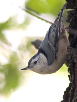 WhiteBreastedNutHatch