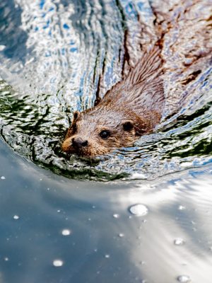 Otter