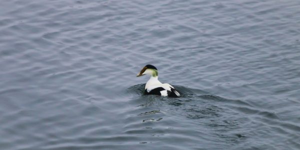 Common Eider